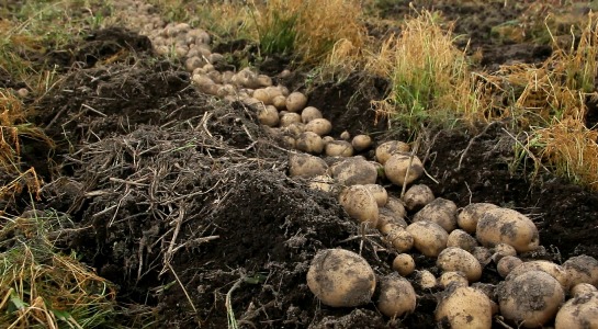 Tele Agrowisata kentang